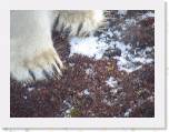 040 Polar Bear paws * Look at those big feet. Polar bears are very pigeon-toed. * 1600 x 1200 * (719KB)